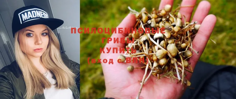 Галлюциногенные грибы Psilocybine cubensis  blacksprut рабочий сайт  Дивногорск 